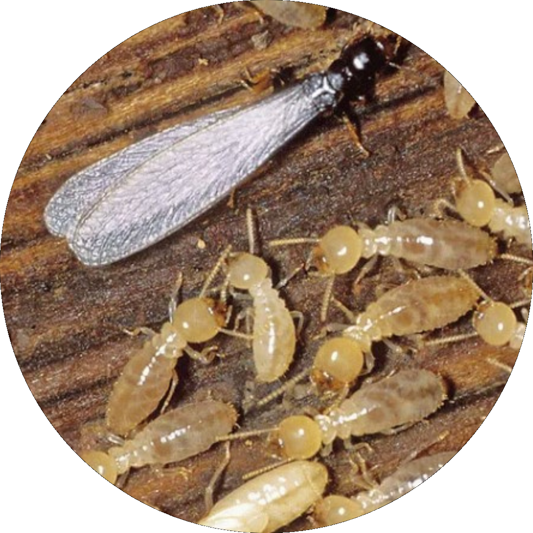 Anti Jamur & Serangga